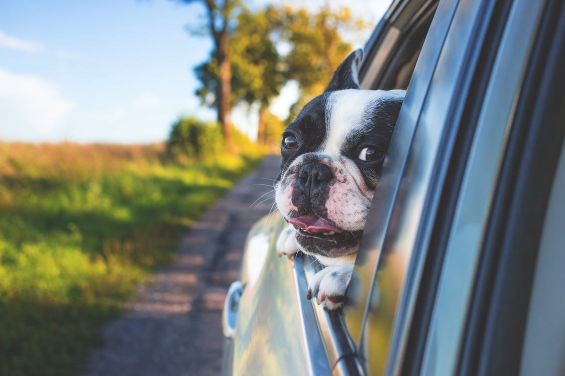 Hund im Auto