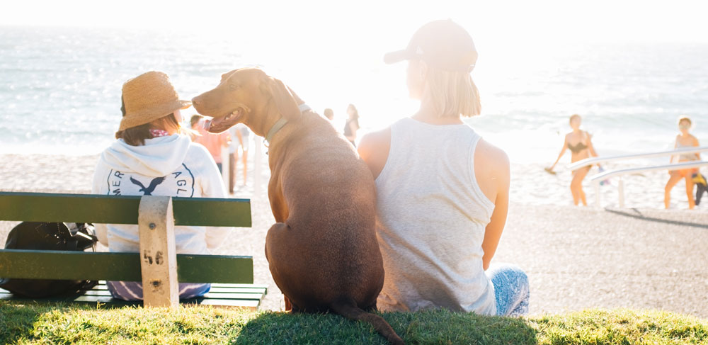 urlaub-mit-dem-hund-in-italien.jpg