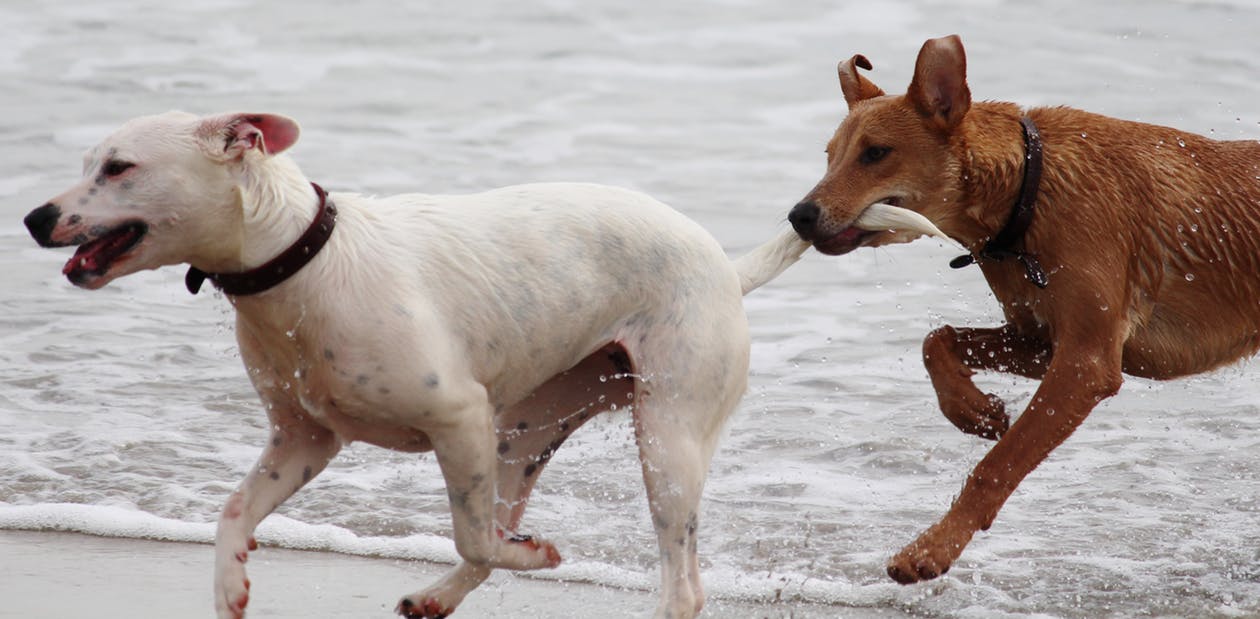 Hunde am Spielen am Strand